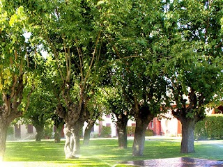 Tadini Arte Verde - Giardini, potature, abbattimenti, tree climbing