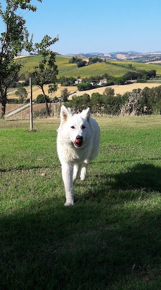 Pensione Per Cani - La Tana Sul Colle