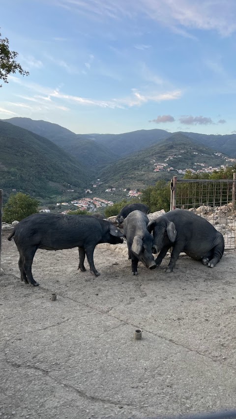 Azienda Agricola IL POGGIOLINO Montemurlo