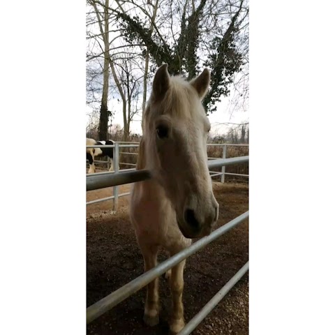 Centro Equestre - Il Primo Cavaliere