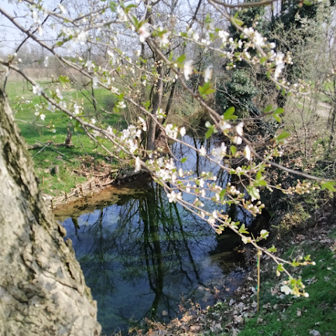 Bosco di Teb