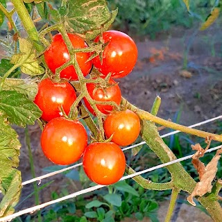 SAF 365 | Azienda Agricola Biologica