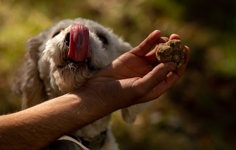 Piedmont Truffles