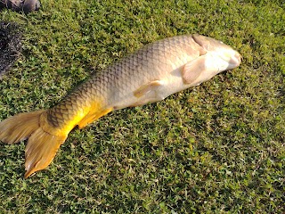 Ninfa Laghi