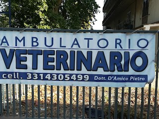 Medico Veterinario Chirurgo D'Amico Pietro