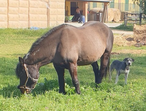 Centro Ippico Cascina Palazzina ASD