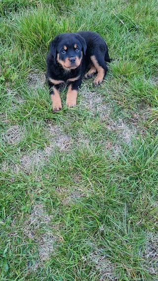 Allevamento Rottweiler "Motta Granda"