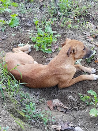 Ospedale Veterinario Frullone