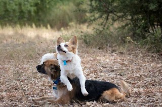 Educazione cinofila e Dog sitter - Roma