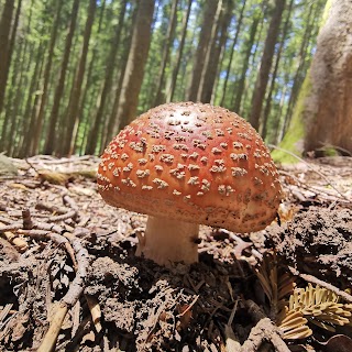 Foresta di campigna