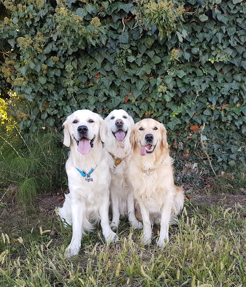 Giardino Dorato - Allevamento Golden Retriever - Pensione per cani