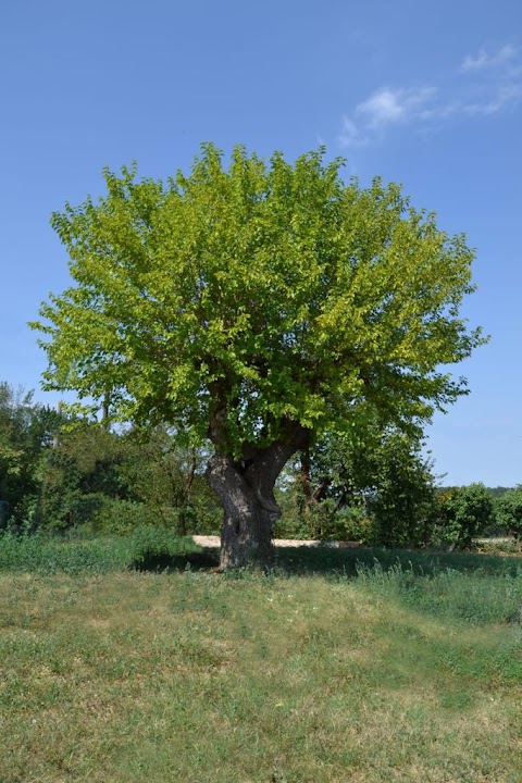 Cascina Cortassa