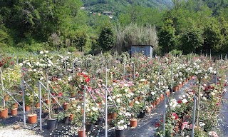 Floricoltura Vivai Cademartori