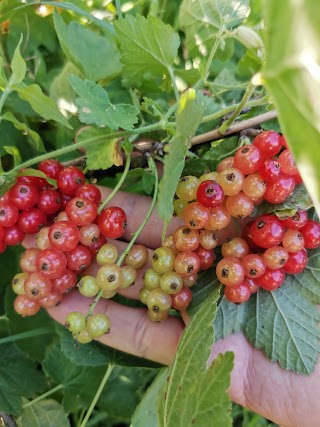 Azienda Agricola Garzolè 2 Bio