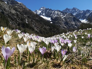 Rifugio "Adamello Collini" Al Bedole