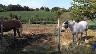 Circolo Ippico Gli Amici del Cavallo