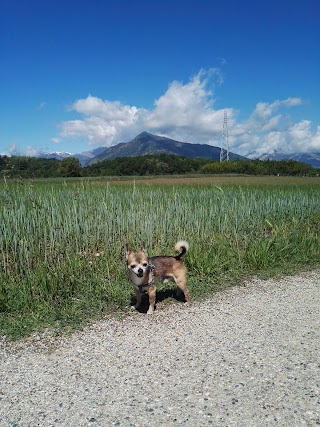 Ambulatorio Veterinario Dott.ssa Premoselli