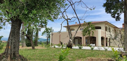 The Olive Grove in Tuscany