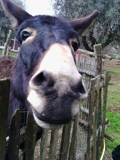 Fattoria degli Animali - Centro di Educazione Ambientale e Zooterapia