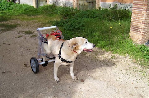 Ambulatorio Veterinario Nardelli & Bellomo