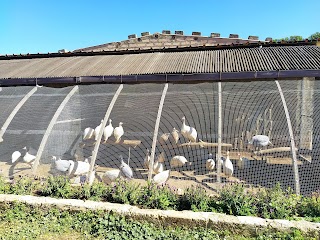 Parco Zootecnico Kamarinese