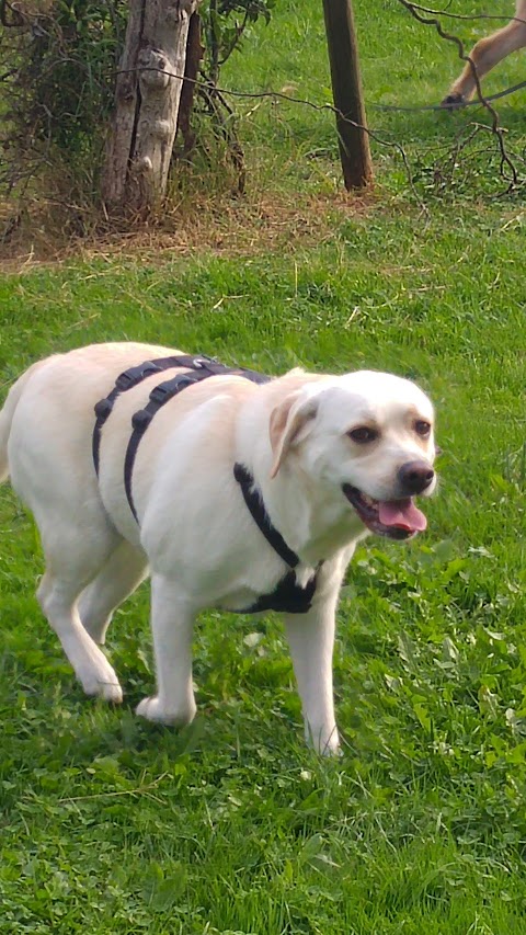 Cani-per-Caso asd Ludoteca-Asilo Piscina e Scuola