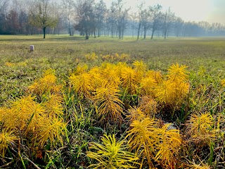 Circolo Ippico Il Mulino