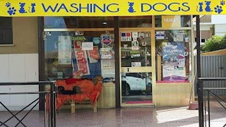 Washing dog