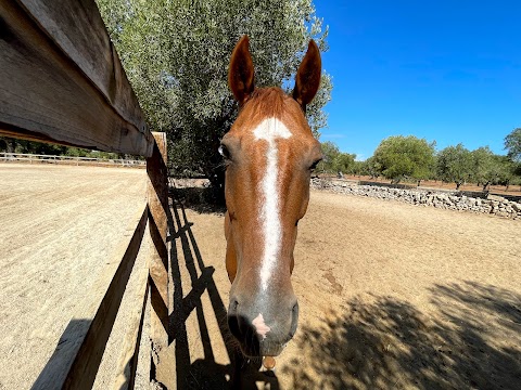 Maneggio Equitazione Rosamarina