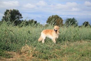 Ambulatorio Veterinario - Dr. Mauro Dodesini