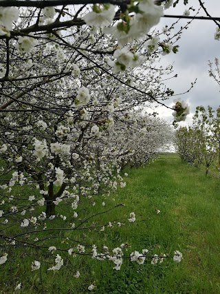 CREA Centro di ricerca per la frutticoltura