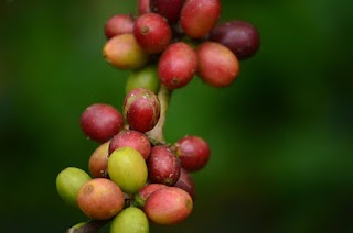 Caffè Grieco