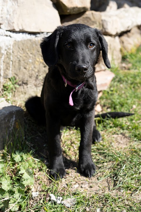 Dog Sitter, Figline Valdarno