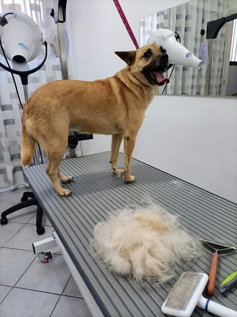 Si.Mo Dog Wash and Grooming