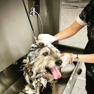 Sarcy Grooming Dog