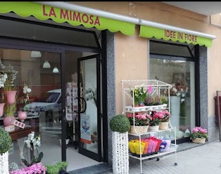 La Mimosa Idee in fiore, Borgaro Torinese