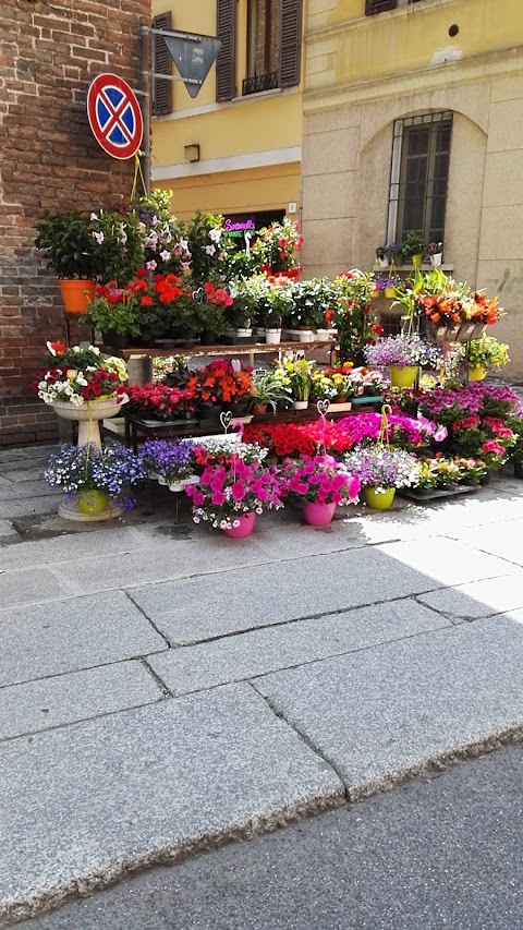 Serenella Piante E Fiori