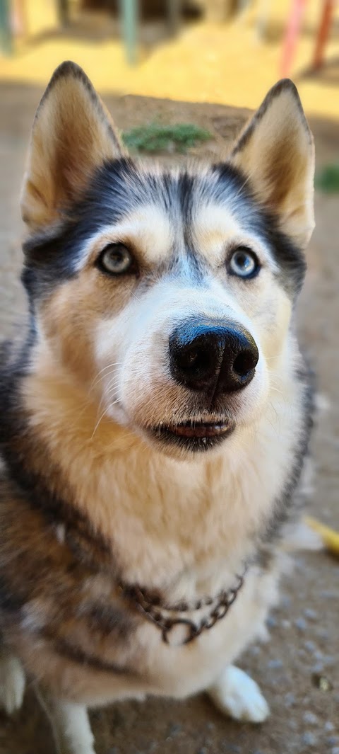 HAPPY DOGS CAPACI