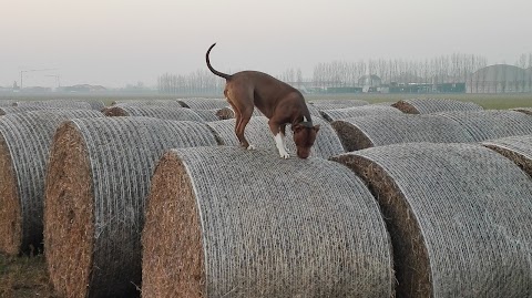 Ambulatorio Veterinario San Giacomo Di Rita Tioli