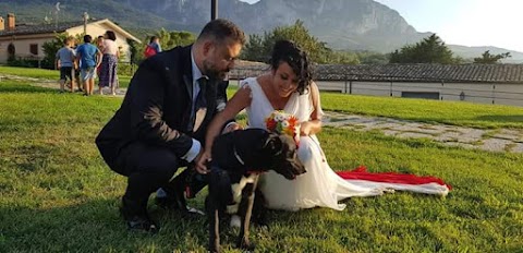 Weddog: wedding dog sitter