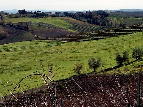 Apicoltura Andrea Bizzarri - Miele di Toscana