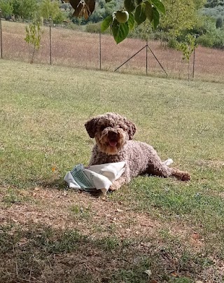 Toelettatura Snoopy la casa del Lagotto Romagnolo