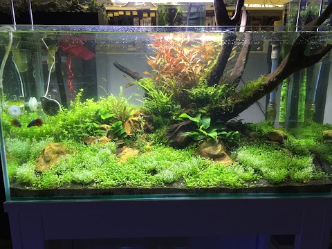 Aquascaping Store