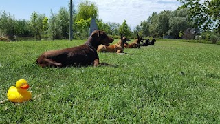 CinoSport Verona | Educazione ed Addestramento Cani