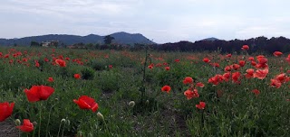 Il Primo Fiore / Scuola Parentale & Spazio Giochi Bimbi