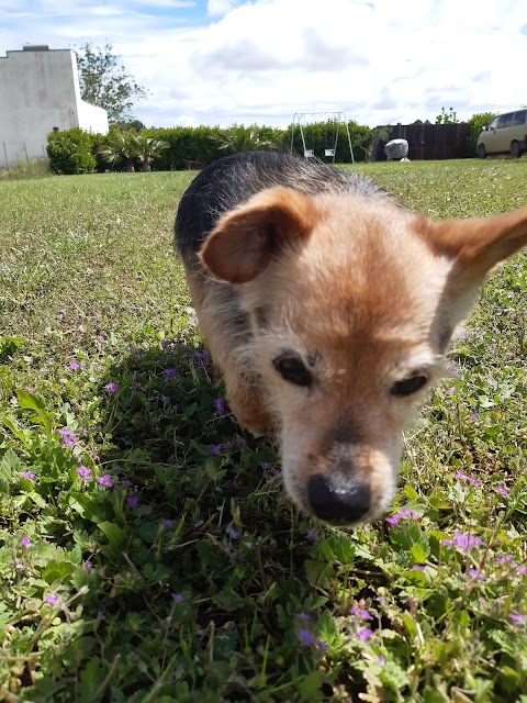 Pensione/Asilo per cani di Salvatore Congedo