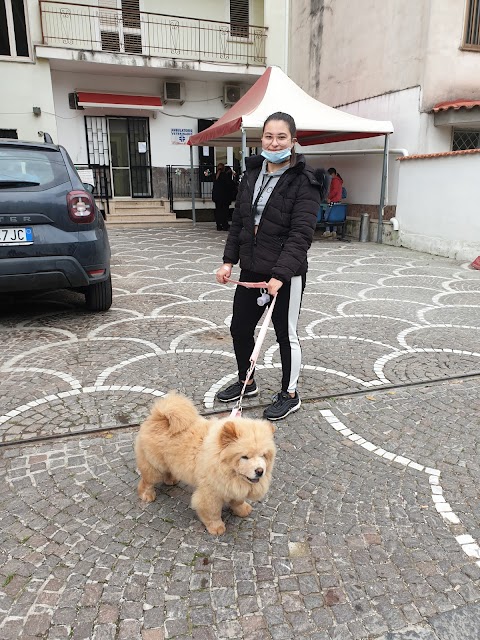 Ambulatorio Veterinario Arca Di Noe' Carlucci Dr. Pasquale