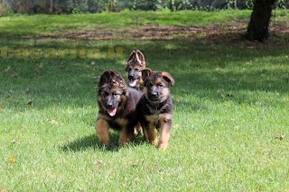 Allevamento Pastore Tedesco Roma - Pensione cani - Pensione gatti - Casa Rita