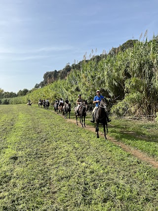 ASD PIERANTOZZI HORSES