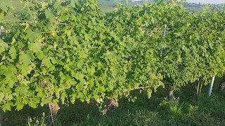 Locanda del Barbaresco